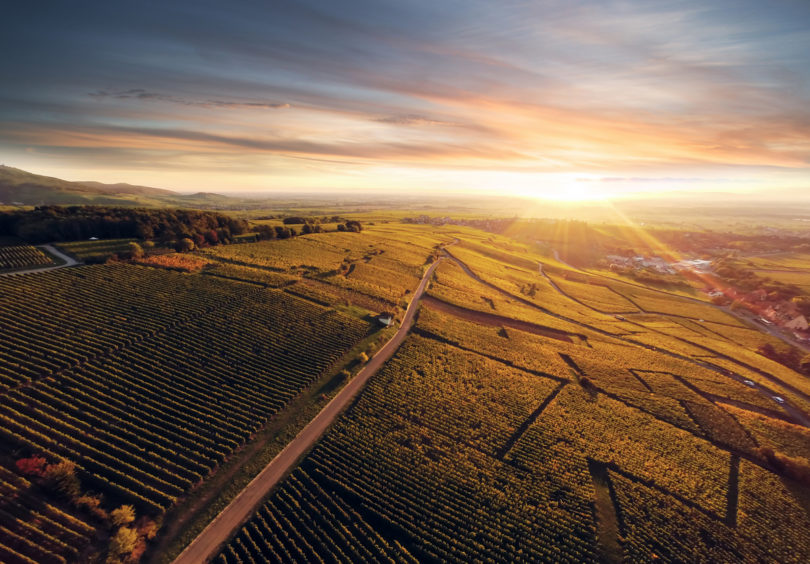 Vignoble Alsace